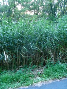 Tall grasses ten feet high at Loantaka Brook Reservation in NJ photo