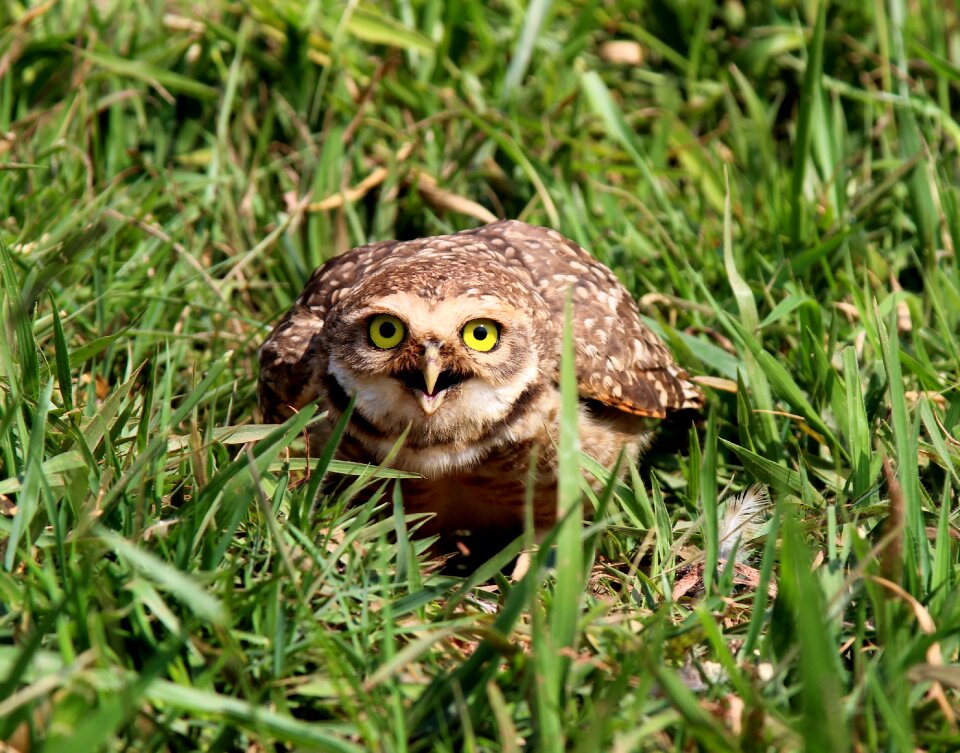 Looking nest bird of prey