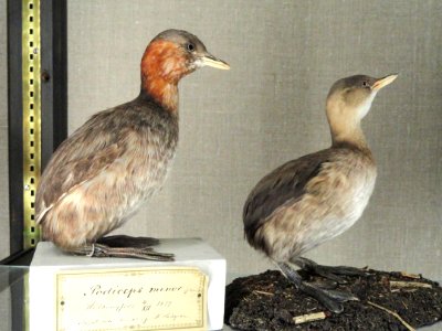 Tachybaptus ruficollis - Finnish Museum of Natural History - DSC04591