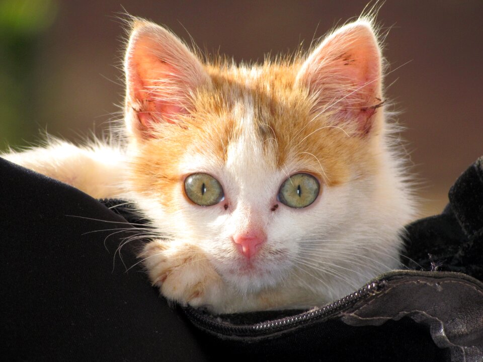 Kitten feline look tuned