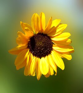 Blossom bloom yellow