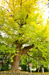 Tamba-kokubunji icho-3
