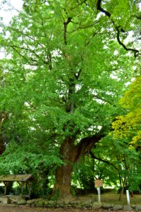 Tamba-kokubunji icho-2
