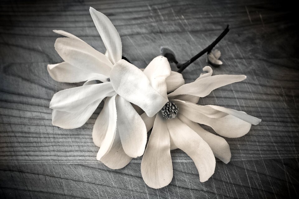 Bloom nature plant