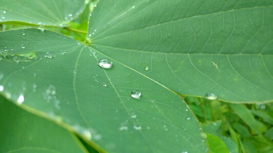 Leaf green drop photo