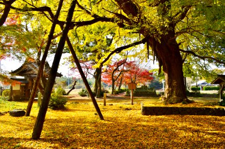 Tamba-kokubunji keidai-3