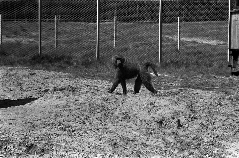 Tachtigtal bavianen van safaripark bij Hilvarenbeek worden weggebracht naar Span, Bestanddeelnr 926-4125