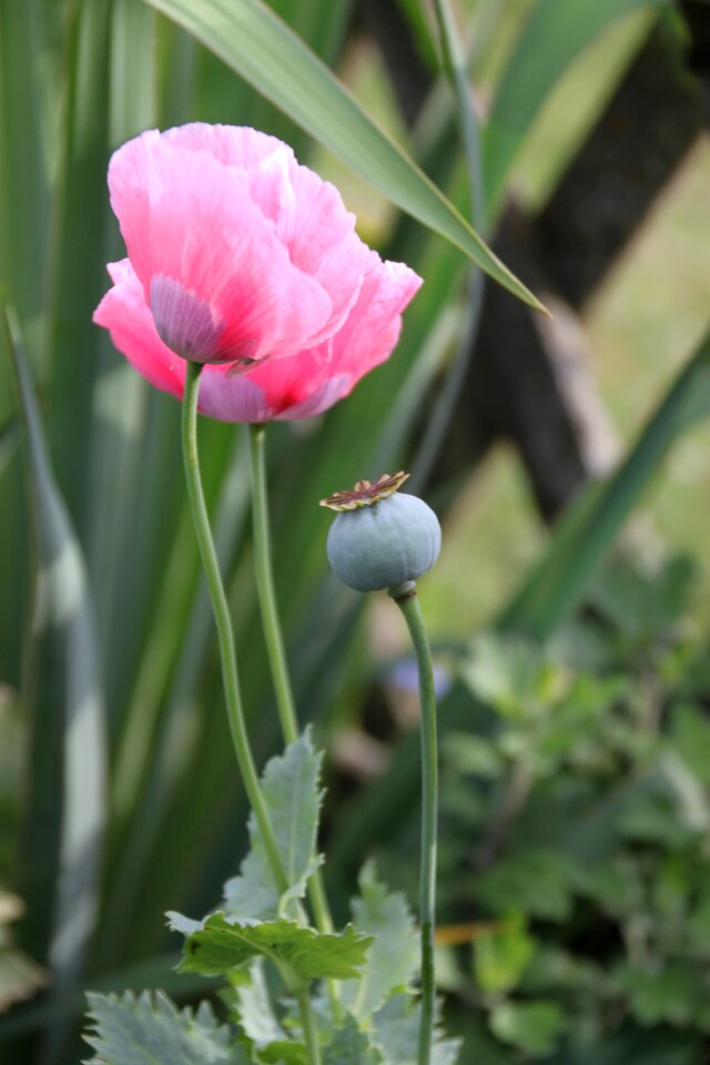 Blossom bloom pink poppy photo