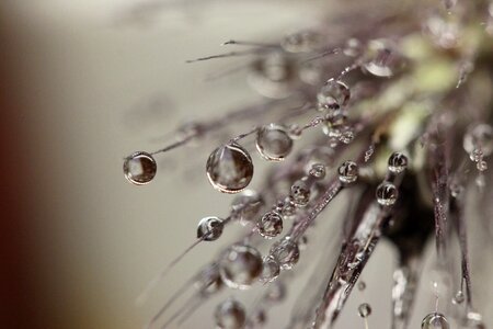 Dew wet droplet