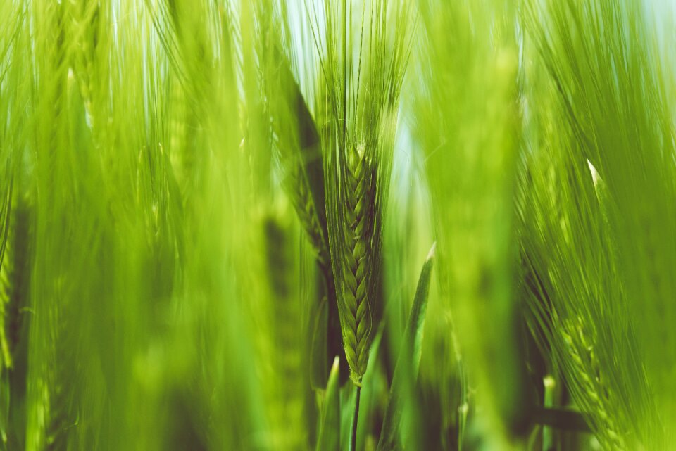 Green macro nature