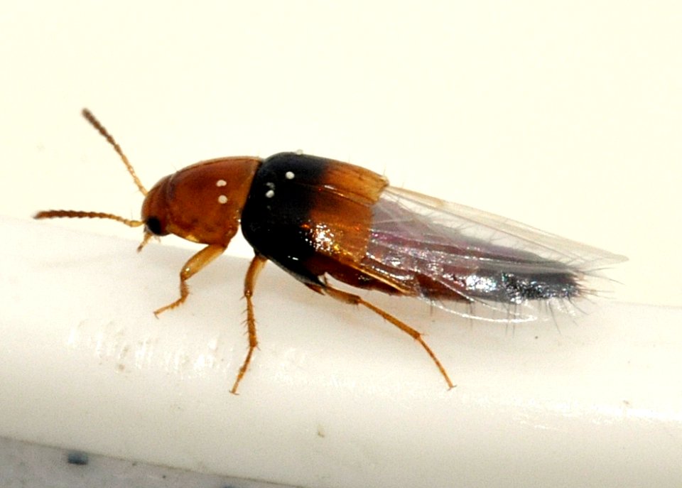 Tachyporus-obtusus-03-fws