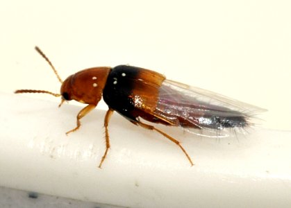 Tachyporus-obtusus-03-fws