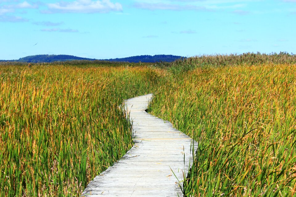 Thicket walk marsh plant