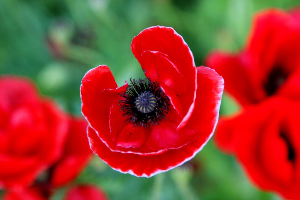 Natural romantic red