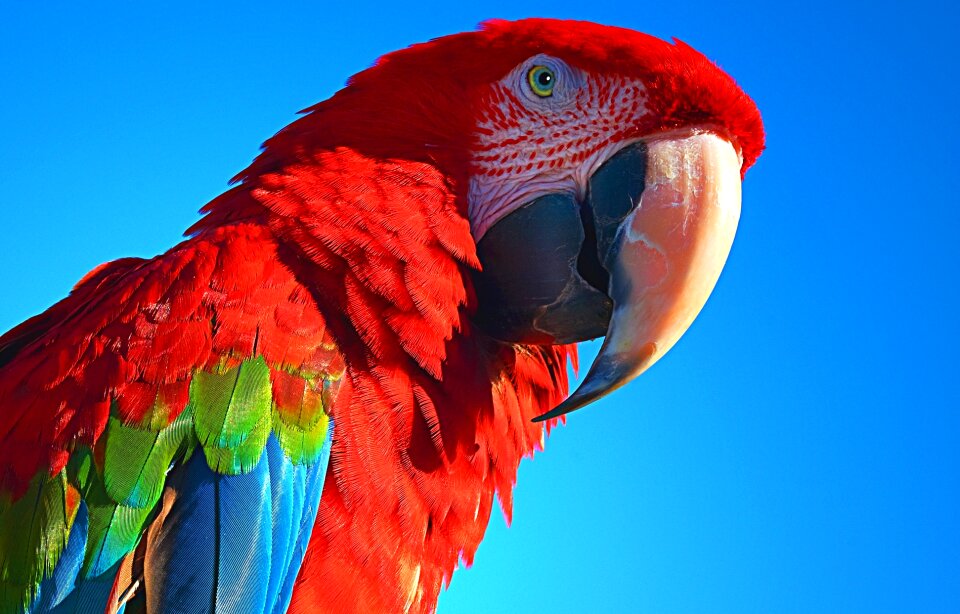 Ara blue birds blue pets