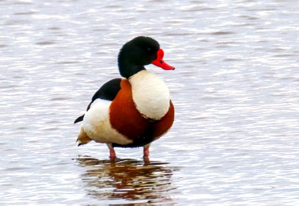 Tadorna tadorna Oulu Finland 2017-05-03