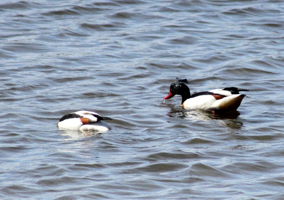 Tadorna tadorna Oulu 20140619 04