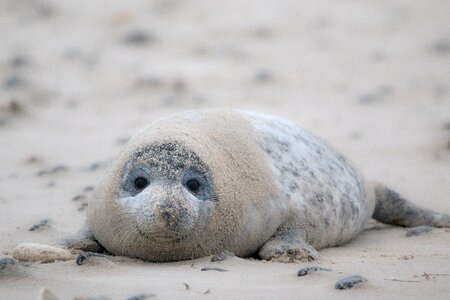 Beach dune helgoland