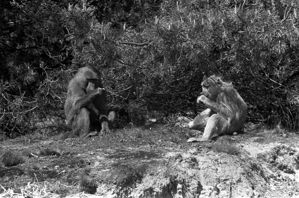 Tachtigtal bavianen van safaripark bij Hilvarenbeek worden weggebracht naar Span, Bestanddeelnr 926-4123