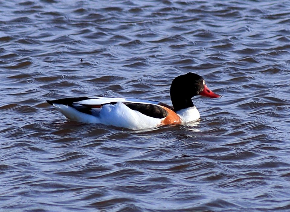 Tadorna tadorna Oulu 20170429 03