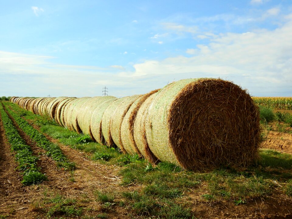 Straw bales round bales landscape
