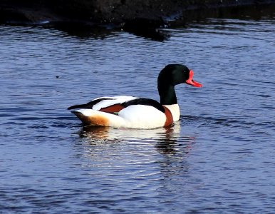 Tadorna tadorna Oulu 20170429 01