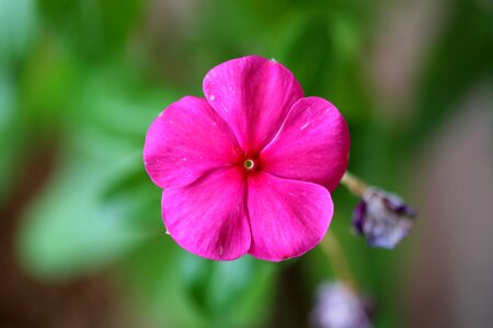 Natural flower of the field nature