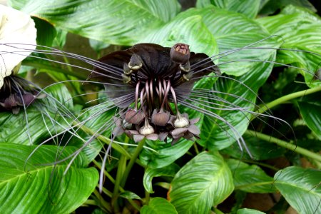 Tacca chantrieri - Conservatory of Flowers - San Francisco, CA - DSC03208
