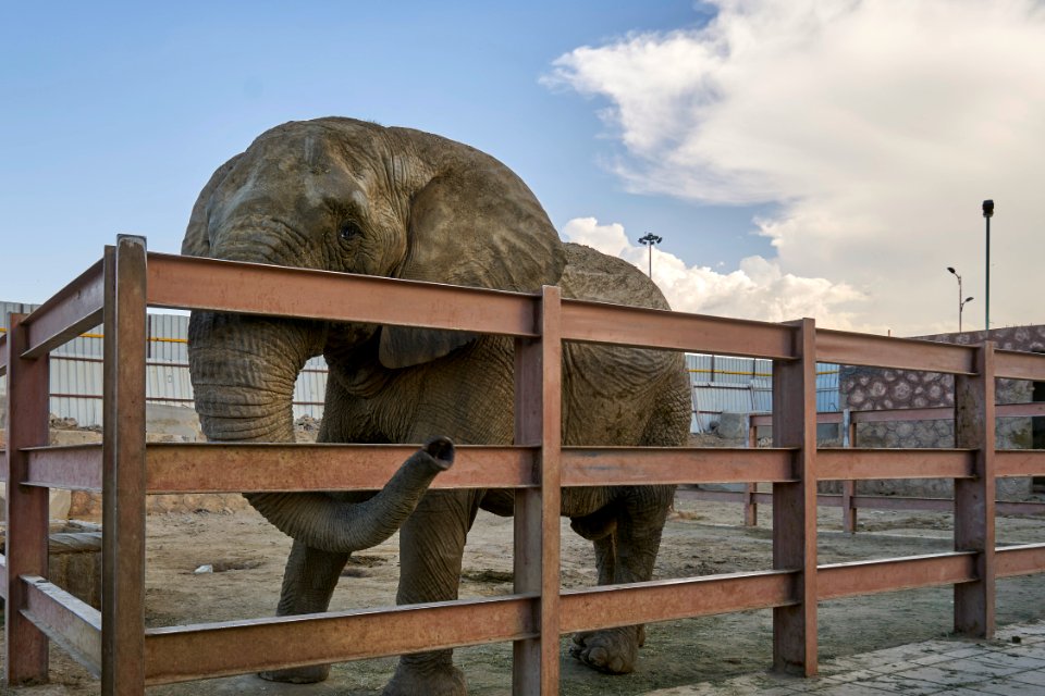 Taif Zoo Elephant