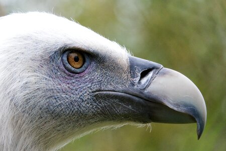 Nature vulture animals photo