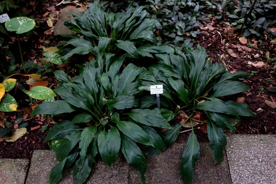 Tacca plantaginea - Botanischer Garten, Dresden, Germany - DSC08629