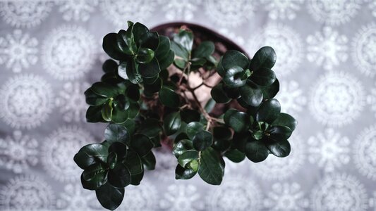 Decorative plant plant potted plant