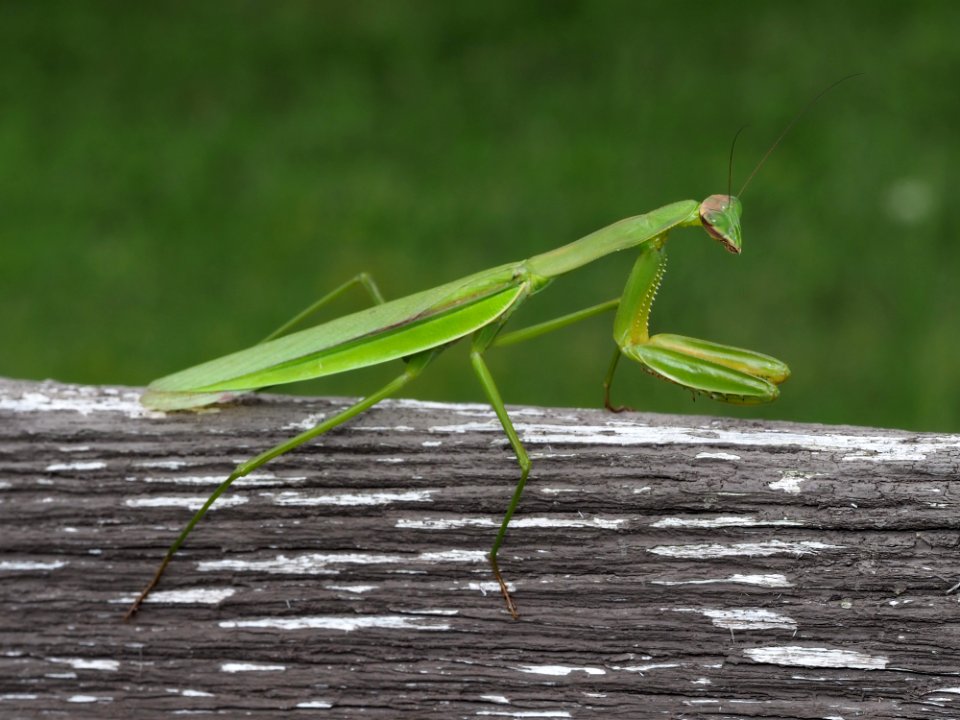 Tenodera sinensis on a fence