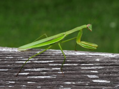 Tenodera sinensis on a fence