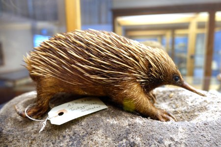 Tachyglossus aculeatus - Swedish Museum of Natural History - Stockholm, Sweden - DSC00651