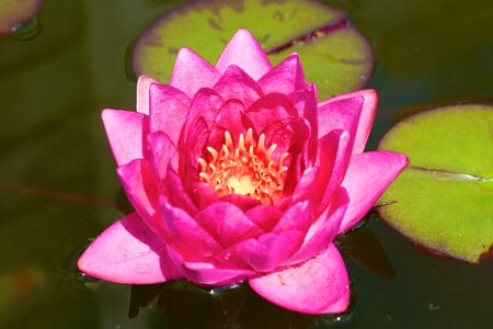 Flowers bloom water lily photo