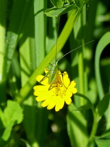 Antennas insect orthopteron photo