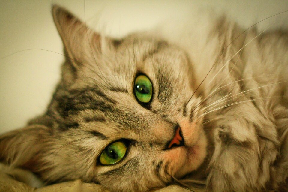 Eye about pet