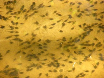 Tadpoles in stream