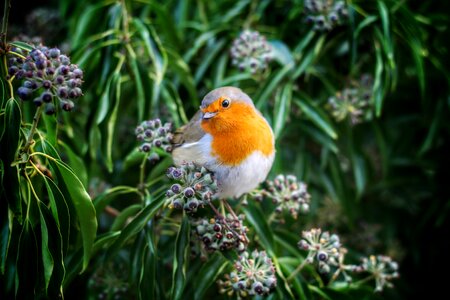 Robin animal green animals