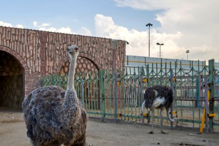 Taif Zoo Ostrich
