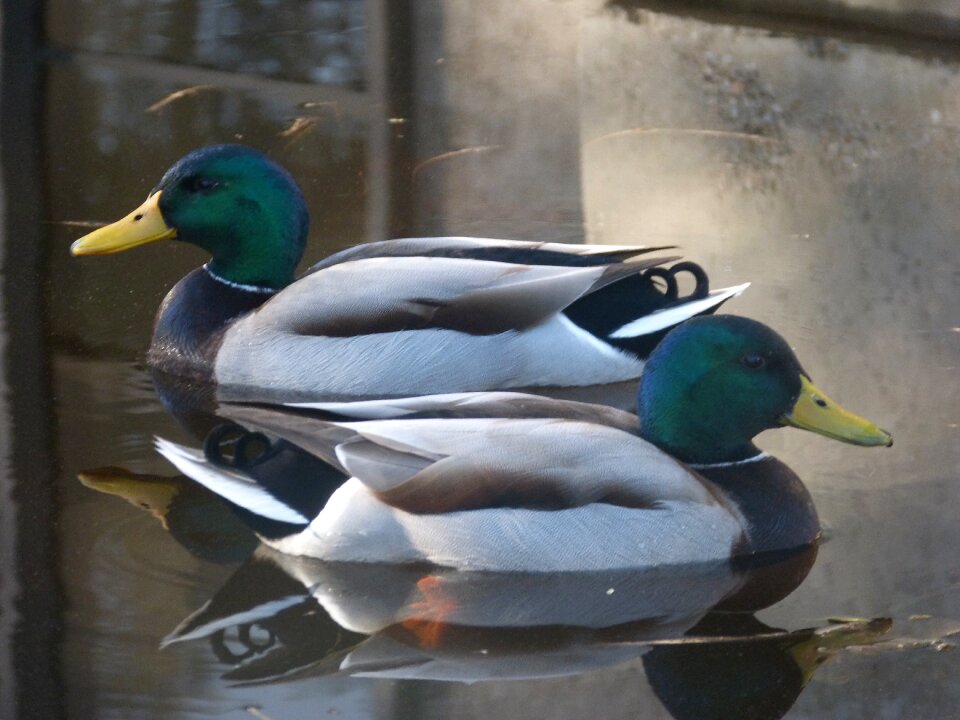 Waterfowl pond birds