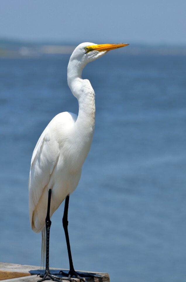 Wildlife egret animal