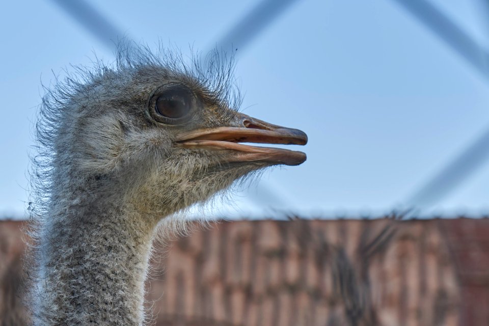 Taif Zoo Ostrich Head