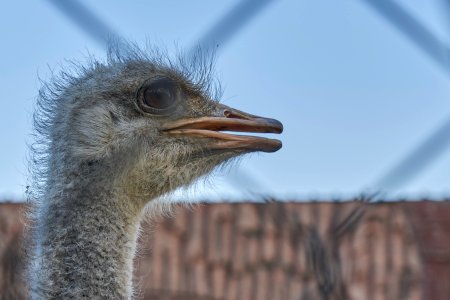 Taif Zoo Ostrich Head