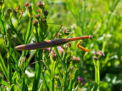 Tenodera sinensis 02