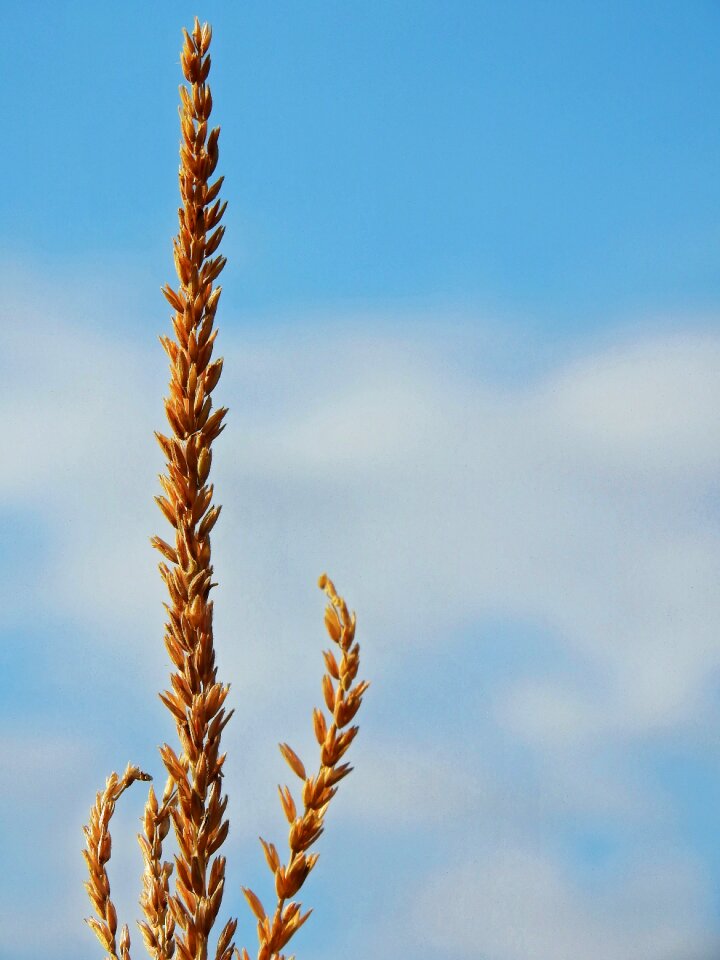 Food cereals agriculture