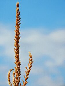 Food cereals agriculture