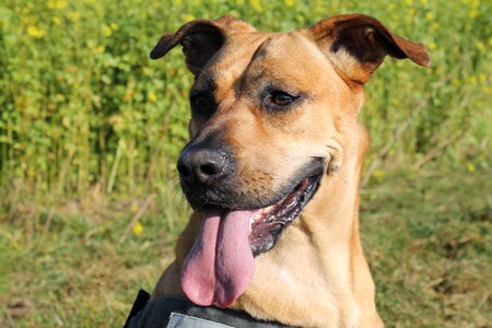 Race dog's nose light brown photo