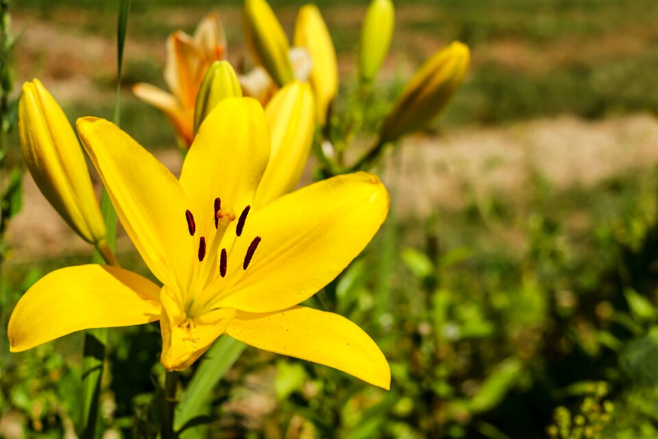 Bloom bloom yellow photo